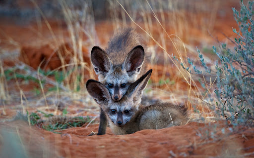 Family Fox from Chrome web store to be run with OffiDocs Chromium online Family Fox from Chrome web store to be run with OffiDocs Chromium online