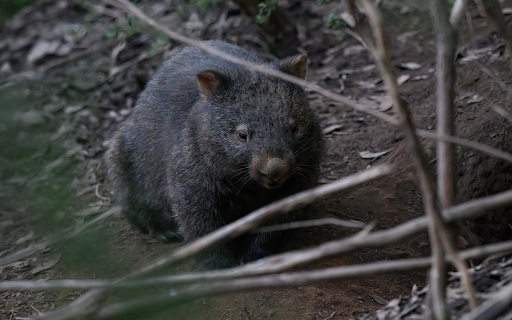 Fat gray koala from Chrome web store to be run with OffiDocs Chromium online Fat gray koala from Chrome web store to be run with OffiDocs Chromium online
