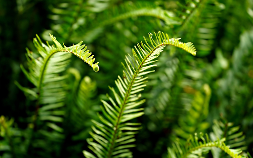 Fern branches and leaves from Chrome web store to be run with OffiDocs Chromium online Fern branches and leaves from Chrome web store to be run with OffiDocs Chromium online