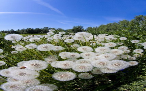 Field background full of dandelions from Chrome web store to be run with OffiDocs Chromium online Field background full of dandelions from Chrome web store to be run with OffiDocs Chromium online