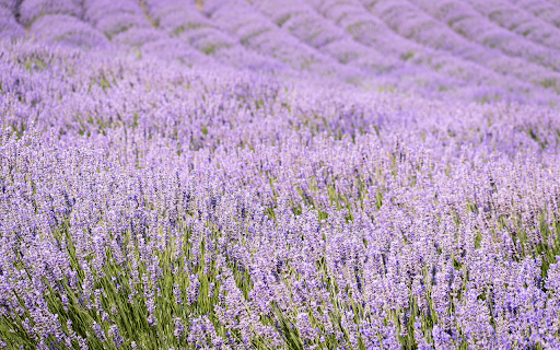 Field of fragrant flowers from Chrome web store to be run with OffiDocs Chromium online Field of fragrant flowers from Chrome web store to be run with OffiDocs Chromium online