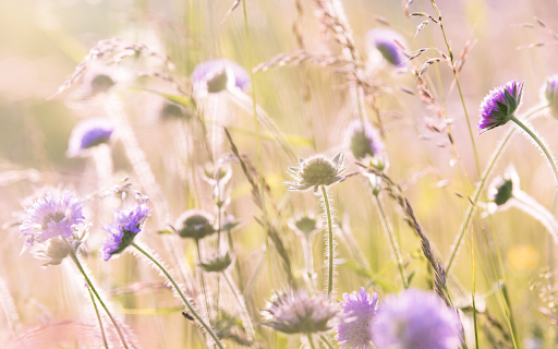 Field of wildflowers from Chrome web store to be run with OffiDocs Chromium online Field of wildflowers from Chrome web store to be run with OffiDocs Chromium online