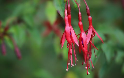 Fiery crimson flowers from Chrome web store to be run with OffiDocs Chromium online Fiery crimson flowers from Chrome web store to be run with OffiDocs Chromium online