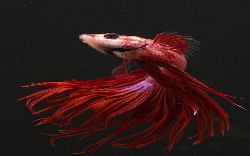 fighting fish wallpaper from Chrome web store to be run with OffiDocs Chromium online fighting fish wallpaper from Chrome web store to be run with OffiDocs Chromium online