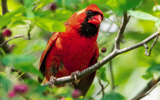 Firebird on a tree branch from Chrome web store to be run with OffiDocs Chromium online Firebird on a tree branch from Chrome web store to be run with OffiDocs Chromium online