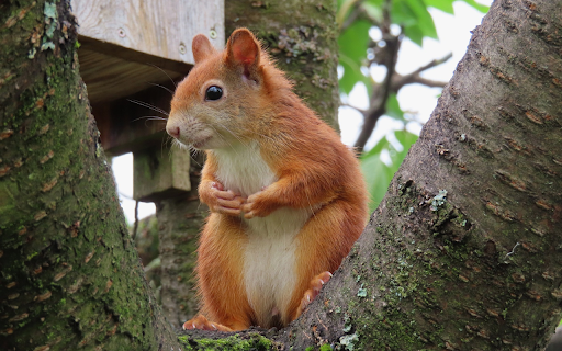 Fire squirrel from Chrome web store to be run with OffiDocs Chromium online Fire squirrel from Chrome web store to be run with OffiDocs Chromium online