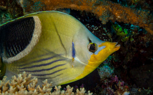 Fish and pointed lips from Chrome web store to be run with OffiDocs Chromium online Fish and pointed lips from Chrome web store to be run with OffiDocs Chromium online