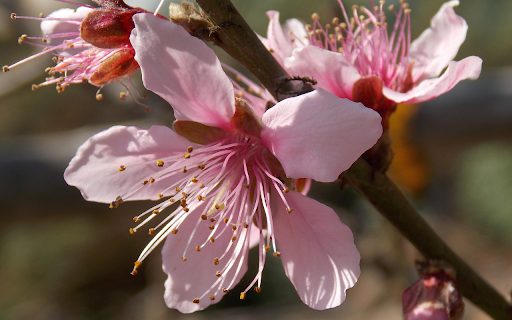 Five petal peach blossom from Chrome web store to be run with OffiDocs Chromium online Five petal peach blossom from Chrome web store to be run with OffiDocs Chromium online