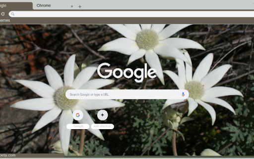Flannel Flower from Chrome web store to be run with OffiDocs Chromium online Flannel Flower from Chrome web store to be run with OffiDocs Chromium online