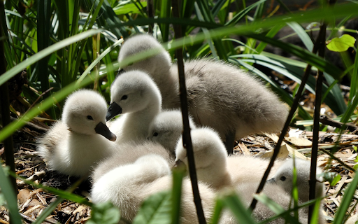Flock of funny ducklings from Chrome web store to be run with OffiDocs Chromium online Flock of funny ducklings from Chrome web store to be run with OffiDocs Chromium online