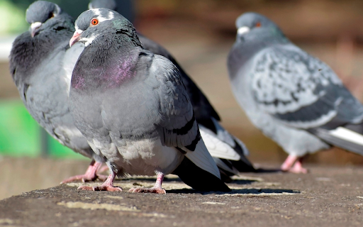 Flock of Pigeons and Bright Eyes from Chrome web store to be run with OffiDocs Chromium online Flock of Pigeons and Bright Eyes from Chrome web store to be run with OffiDocs Chromium online