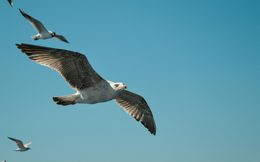 Flock of Seagull Flying in Blue Sky from Chrome web store to be run with OffiDocs Chromium online Flock of Seagull Flying in Blue Sky from Chrome web store to be run with OffiDocs Chromium online