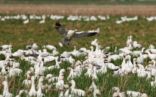 Flock of white ducks on the grass from Chrome web store to be run with OffiDocs Chromium online Flock of white ducks on the grass from Chrome web store to be run with OffiDocs Chromium online