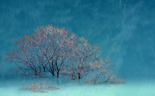 Flooded tree from Chrome web store to be run with OffiDocs Chromium online Flooded tree from Chrome web store to be run with OffiDocs Chromium online
