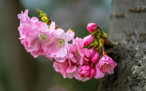 Flower Branch on Tree Trunk from Chrome web store to be run with OffiDocs Chromium online Flower Branch on Tree Trunk from Chrome web store to be run with OffiDocs Chromium online