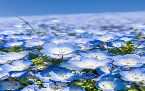 flower field wallpaper from Chrome web store to be run with OffiDocs Chromium online flower field wallpaper from Chrome web store to be run with OffiDocs Chromium online