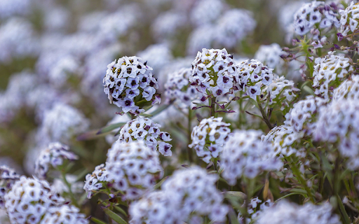 Flower garden blooms outdoors from Chrome web store to be run with OffiDocs Chromium online Flower garden blooms outdoors from Chrome web store to be run with OffiDocs Chromium online
