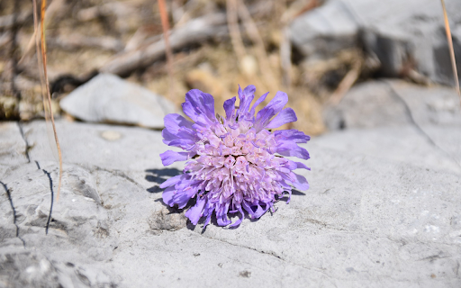 Flower on stone from Chrome web store to be run with OffiDocs Chromium online Flower on stone from Chrome web store to be run with OffiDocs Chromium online