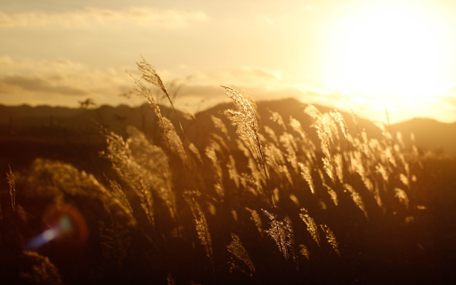 flowers and grass in the sun from Chrome web store to be run with OffiDocs Chromium online flowers and grass in the sun from Chrome web store to be run with OffiDocs Chromium online