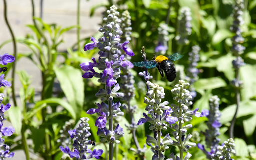 flowers and sunshine from Chrome web store to be run with OffiDocs Chromium online flowers and sunshine from Chrome web store to be run with OffiDocs Chromium online