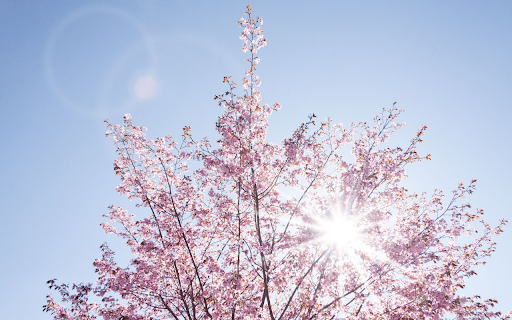 Flowers bloom under the sunlight from Chrome web store to be run with OffiDocs Chromium online Flowers bloom under the sunlight from Chrome web store to be run with OffiDocs Chromium online