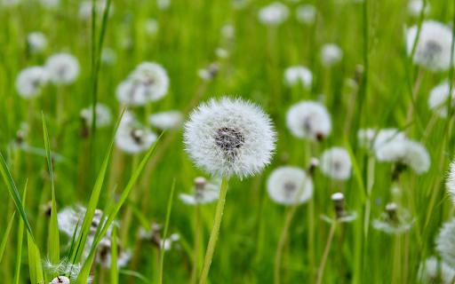 Flowers in the Wind from Chrome web store to be run with OffiDocs Chromium online Flowers in the Wind from Chrome web store to be run with OffiDocs Chromium online