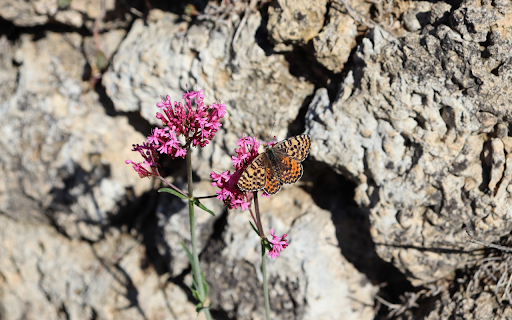 Flowers on the mountain from Chrome web store to be run with OffiDocs Chromium online Flowers on the mountain from Chrome web store to be run with OffiDocs Chromium online