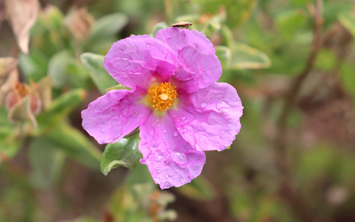 Flowers shower in the rain from Chrome web store to be run with OffiDocs Chromium online Flowers shower in the rain from Chrome web store to be run with OffiDocs Chromium online