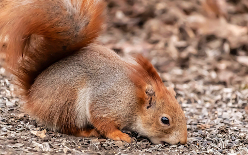 Fluffy red squirrel from Chrome web store to be run with OffiDocs Chromium online Fluffy red squirrel from Chrome web store to be run with OffiDocs Chromium online