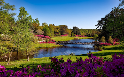 Forest of blooming flowers from Chrome web store to be run with OffiDocs Chromium online Forest of blooming flowers from Chrome web store to be run with OffiDocs Chromium online