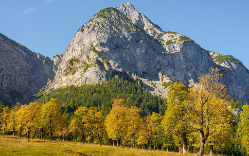 Forest of yellow leaves from Chrome web store to be run with OffiDocs Chromium online Forest of yellow leaves from Chrome web store to be run with OffiDocs Chromium online