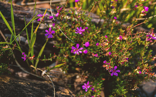 Fragrant purple grass flowers from Chrome web store to be run with OffiDocs Chromium online Fragrant purple grass flowers from Chrome web store to be run with OffiDocs Chromium online