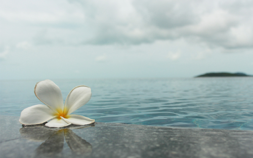 Frangipani Flowers by the Sea: A Beautiful Blend of Nature and Tranquility from Chrome web store to be run with OffiDocs Chromium online Frangipani Flowers by the Sea: A Beautiful Blend of Nature and Tranquility from Chrome web store to be run with OffiDocs Chromium online