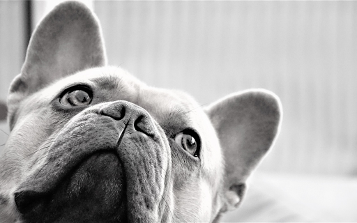 French bulldog dog black and white from Chrome web store to be run with OffiDocs Chromium online French bulldog dog black and white from Chrome web store to be run with OffiDocs Chromium online