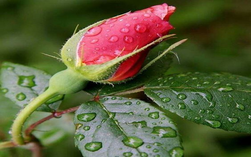 Fresh rose bud wallpaper from Chrome web store to be run with OffiDocs Chromium online Fresh rose bud wallpaper from Chrome web store to be run with OffiDocs Chromium online