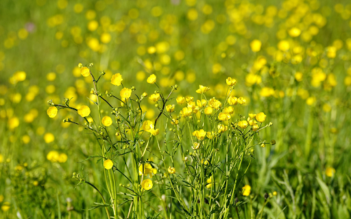 Fresh yellow grass flowers from Chrome web store to be run with OffiDocs Chromium online Fresh yellow grass flowers from Chrome web store to be run with OffiDocs Chromium online