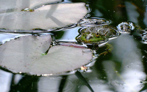 Frog by the lily pond from Chrome web store to be run with OffiDocs Chromium online Frog by the lily pond from Chrome web store to be run with OffiDocs Chromium online