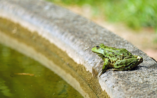 Frog nuggets from Chrome web store to be run with OffiDocs Chromium online Frog nuggets from Chrome web store to be run with OffiDocs Chromium online