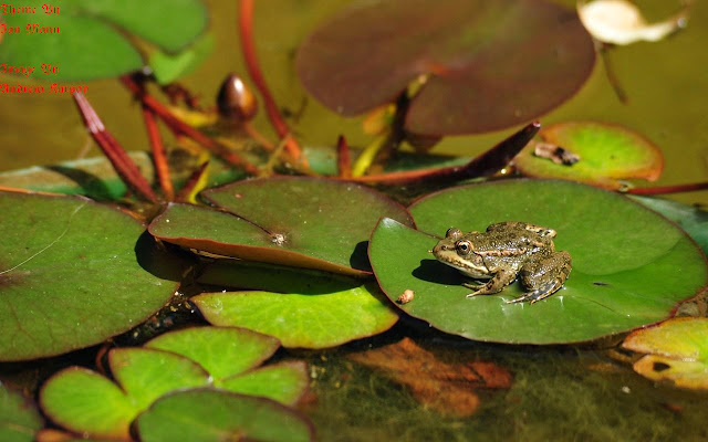 Frog Pond from Chrome web store to be run with OffiDocs Chromium online Frog Pond from Chrome web store to be run with OffiDocs Chromium online