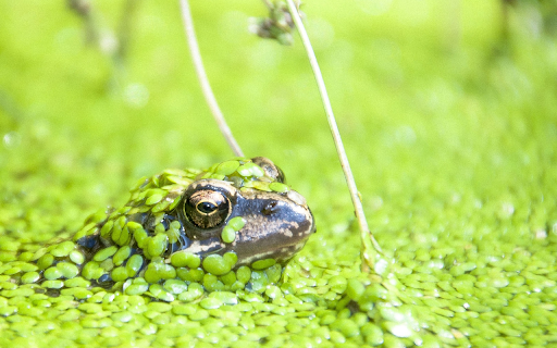 Frog under the duckweed from Chrome web store to be run with OffiDocs Chromium online Frog under the duckweed from Chrome web store to be run with OffiDocs Chromium online