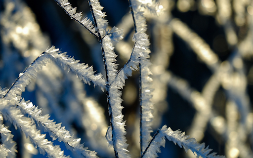Frost dried tree from Chrome web store to be run with OffiDocs Chromium online Frost dried tree from Chrome web store to be run with OffiDocs Chromium online