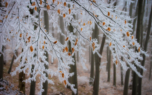 Frozen tree branches from Chrome web store to be run with OffiDocs Chromium online Frozen tree branches from Chrome web store to be run with OffiDocs Chromium online