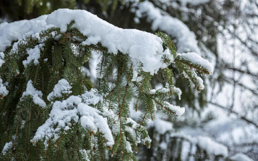 Frozen Winter Pine Tree from Chrome web store to be run with OffiDocs Chromium online Frozen Winter Pine Tree from Chrome web store to be run with OffiDocs Chromium online