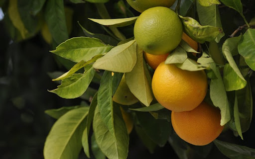 FRUIT THEME from Chrome web store to be run with OffiDocs Chromium online FRUIT THEME from Chrome web store to be run with OffiDocs Chromium online