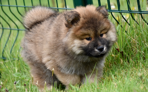 Furry dog from Chrome web store to be run with OffiDocs Chromium online Furry dog from Chrome web store to be run with OffiDocs Chromium online