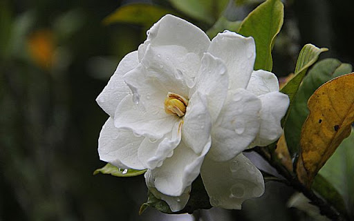 Gardenia jasminoides – The Essence of Purity and Elegance from Chrome web store to be run with OffiDocs Chromium online Gardenia jasminoides – The Essence of Purity and Elegance from Chrome web store to be run with OffiDocs Chromium online