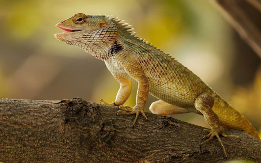 Gecko: The Master of Camouflage and Climbing from Chrome web store to be run with OffiDocs Chromium online Gecko: The Master of Camouflage and Climbing from Chrome web store to be run with OffiDocs Chromium online