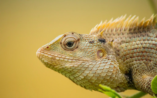 Gecko Theme from Chrome web store to be run with OffiDocs Chromium online Gecko Theme from Chrome web store to be run with OffiDocs Chromium online