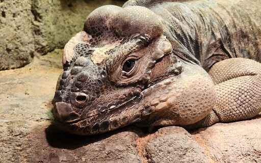 Giant reptile from Chrome web store to be run with OffiDocs Chromium online Giant reptile from Chrome web store to be run with OffiDocs Chromium online