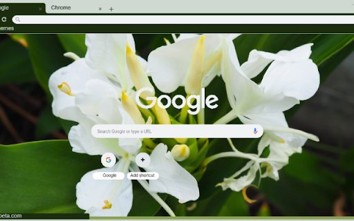 Ginger Lily from Chrome web store to be run with OffiDocs Chromium online Ginger Lily from Chrome web store to be run with OffiDocs Chromium online